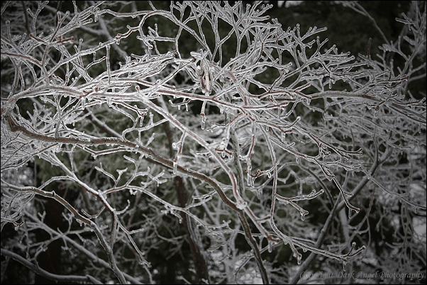 Ice_Tree_DW5