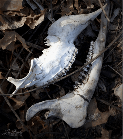 Skeleton_Grin_resized